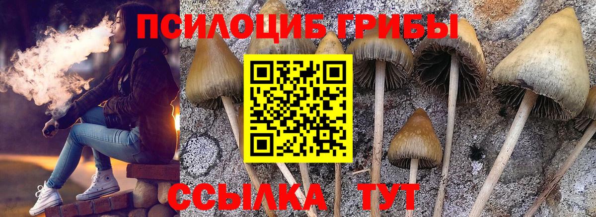 Псилоцибиновые грибы Cubensis Сарапул